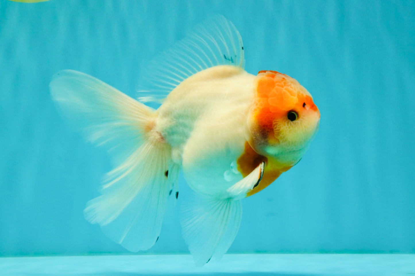 SPECIAL A Grade Tancho Sakura Oranda Male 5.5-6 inches #073126OR_09