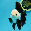 A Grade Panda Button Eyes Oranda Male 5-5.5 inches #120624OR_05