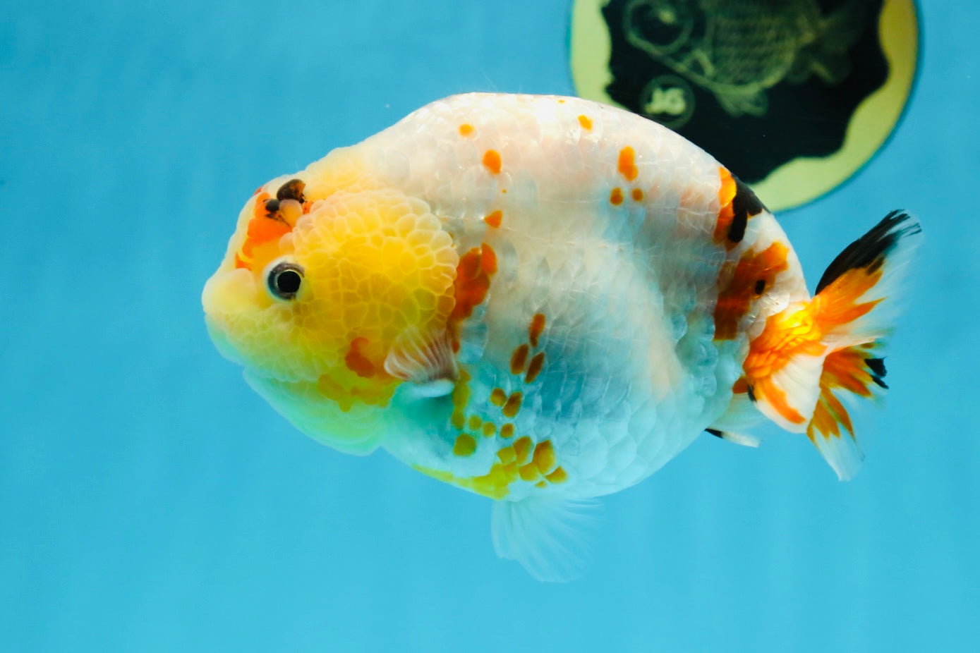 AAA Grade Tricolor Milk Cow Ranchu Female 5 inches #101025RC_15