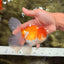 A Grade Red White Oranda Male 5.5 inches #081426OR_08