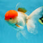 AAA Grade Red Cap Oranda Male 4.5-5 inches #050925OR_38