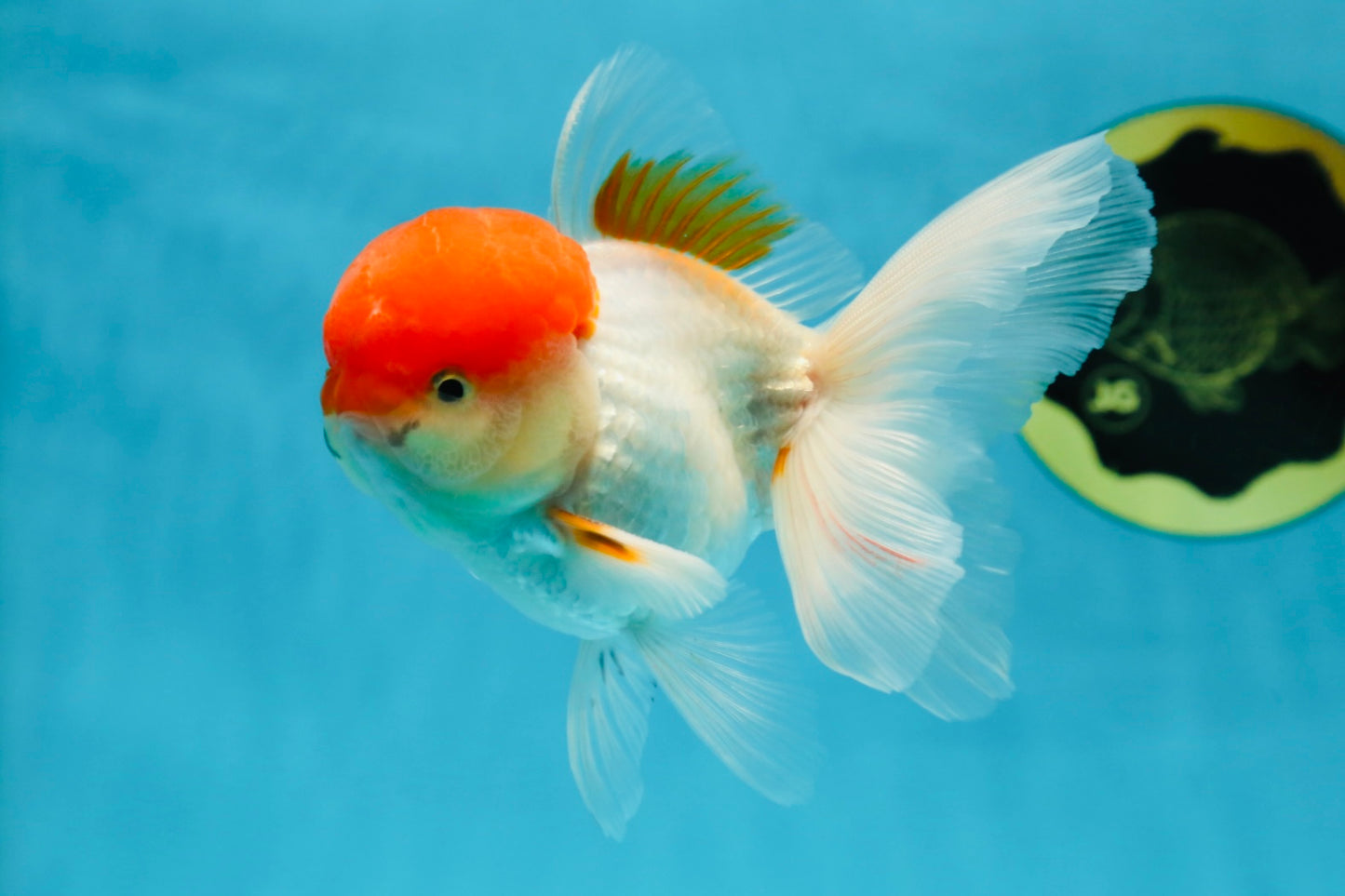 AAA Grade Red Cap Oranda Male 4.5-5 inches #050925OR_38