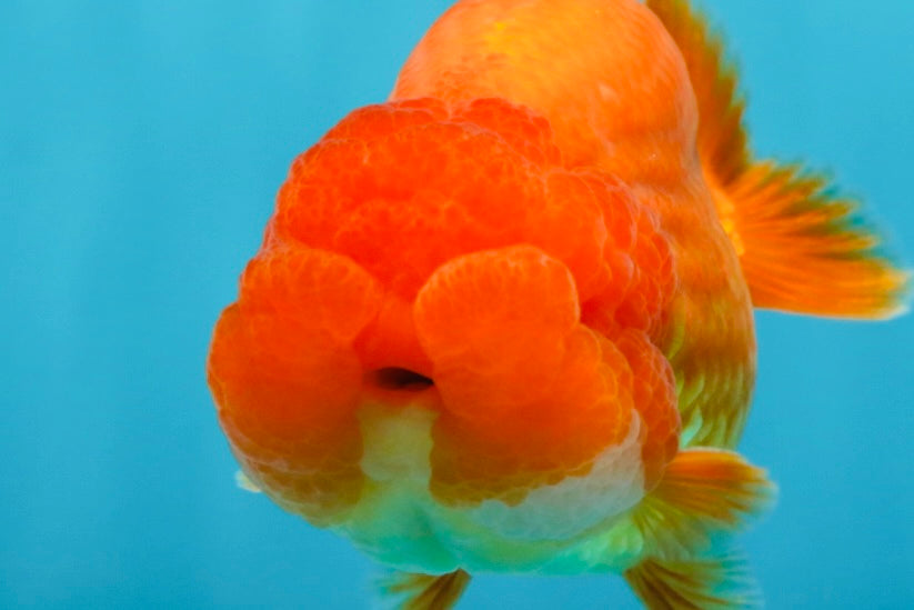 A Grade Solid Red LionKing 4 inches #062725LC_01