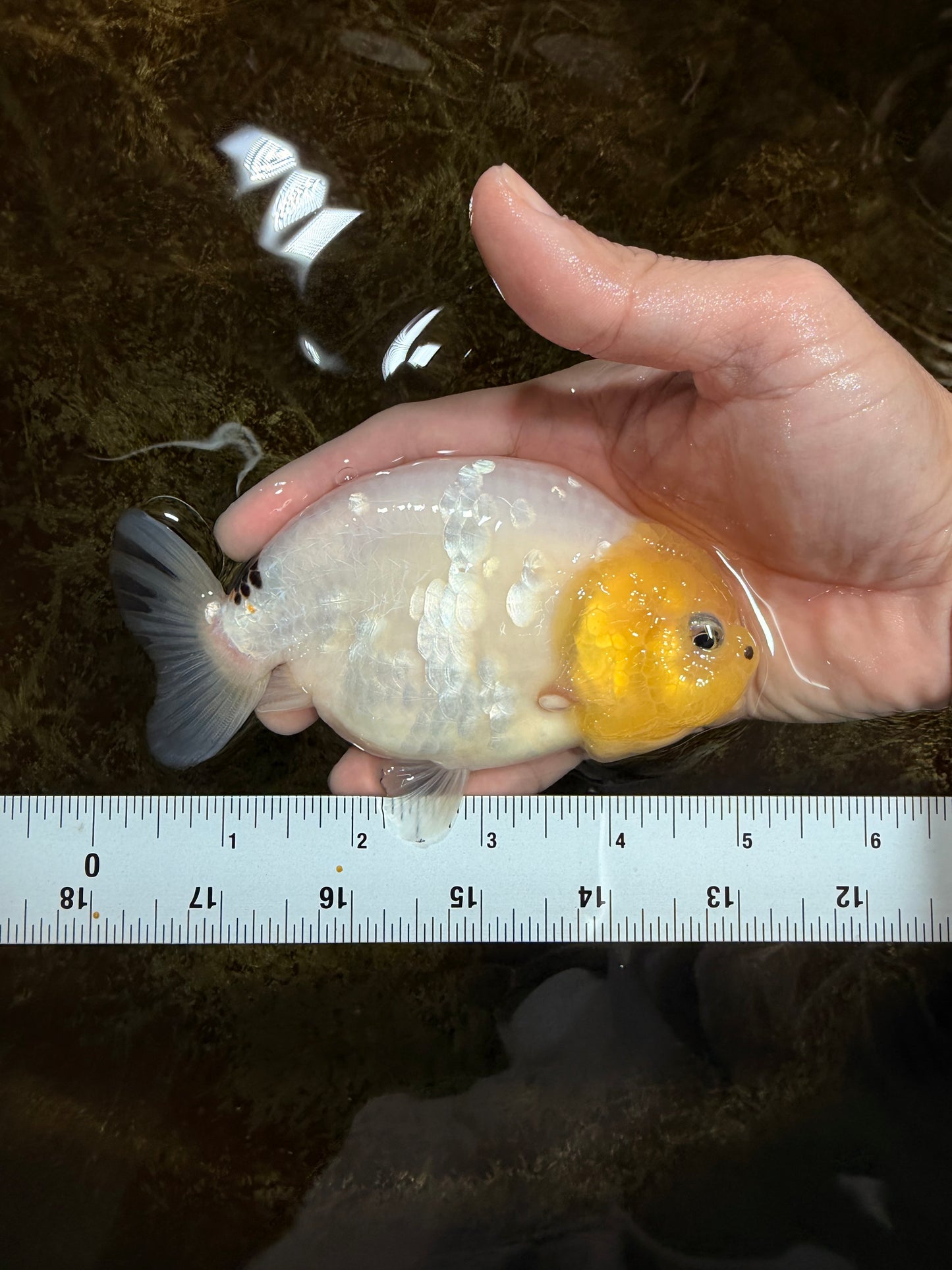 A Grade White Sakura Chinese Ranchu Female 5 inches #112125RC_17