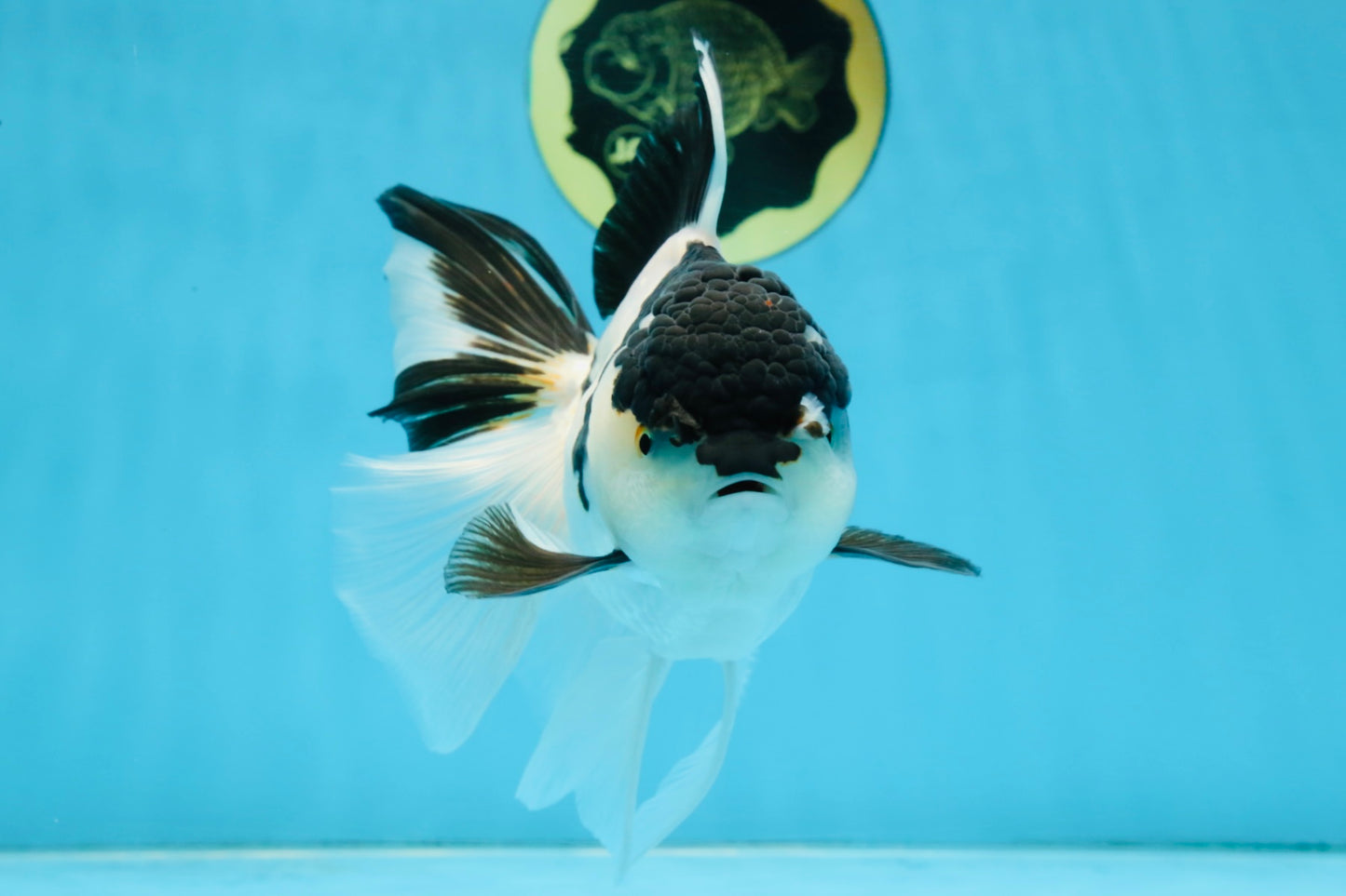 A Grade UNIQUE Panda Oranda Female 6-6.5 inches #091925OR_01