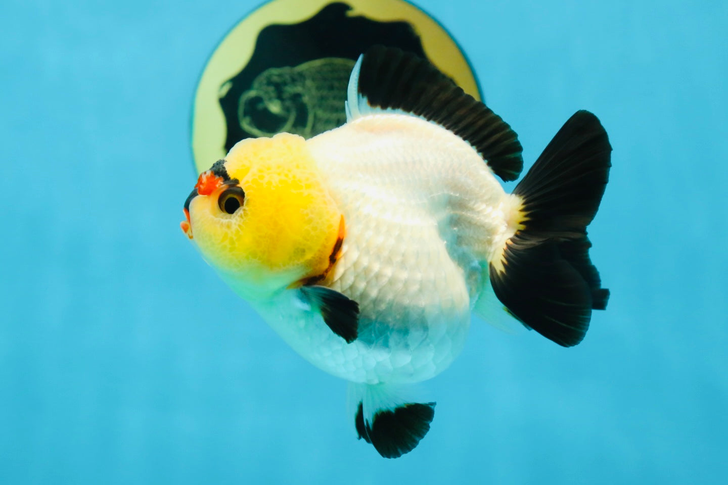 A Grade Pompom Tricolor Button Eyes Yuanbao Female 3.5-4 inches #062725YB_11