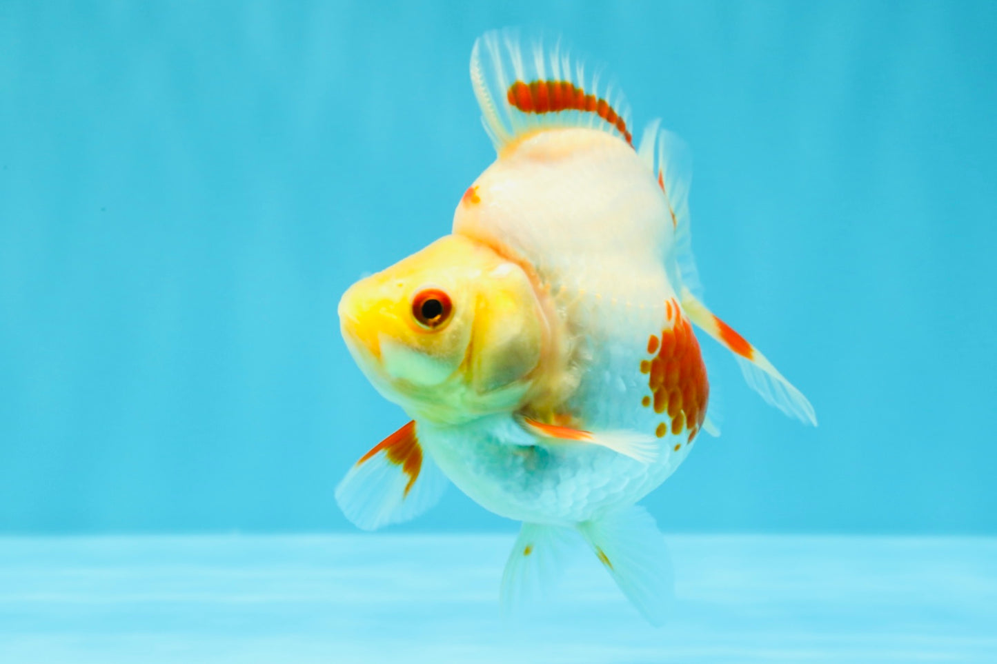 AAA Grade Red White Ryukin Female 4 inches #022726RK_17