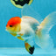 A Grade Tricolor Oranda Male 5-5.5 inches #060625OR_14