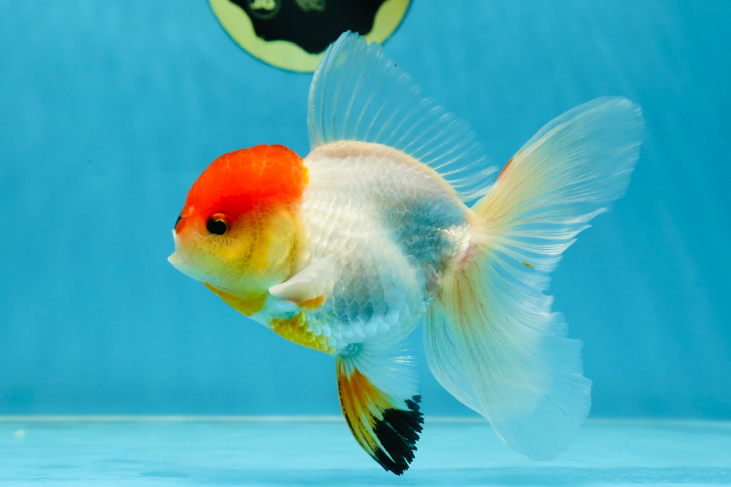 A Grade Tricolor Oranda Male 5-5.5 inches #060625OR_14