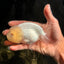 White Lionchu Female 4.5-5 inches #051526LC_15
