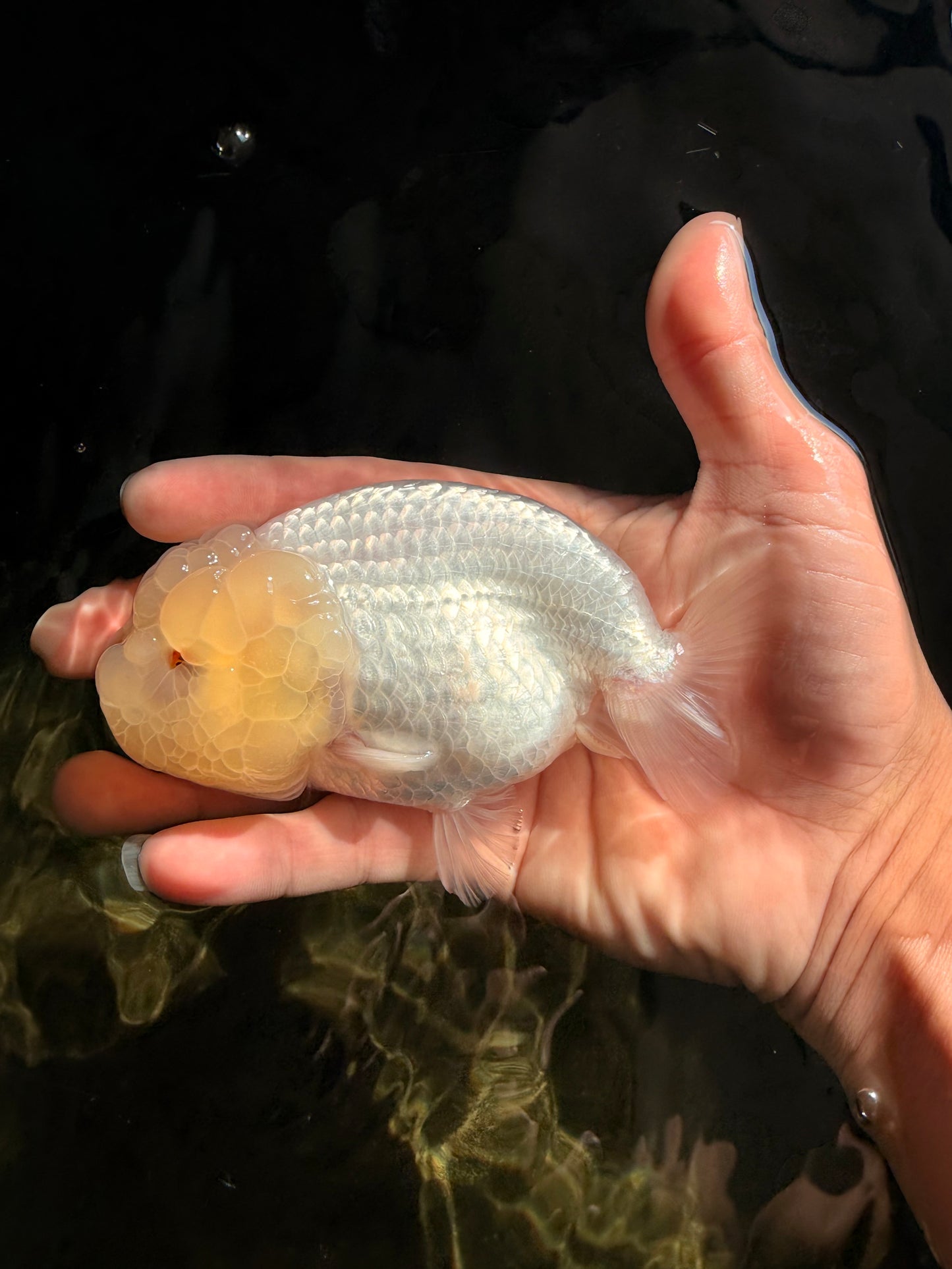 White Lionchu Female 4.5-5 inches #051526LC_15