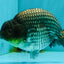 UNIQUE AAA Grade Blue Ranchu Male 5 inches #071026RC_10