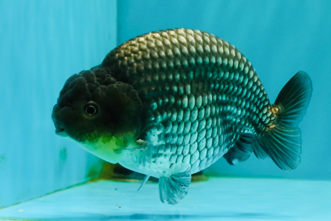 UNIQUE AAA Grade Blue Ranchu Male 5 inches #071026RC_10
