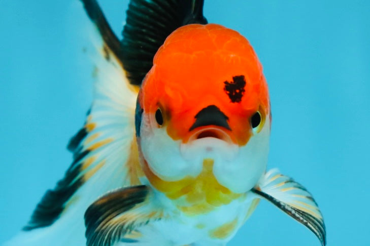 A Grade Super Tricolor Oranda Male 4.5 inches #032125OR_24 – Jimmy Goldfish
