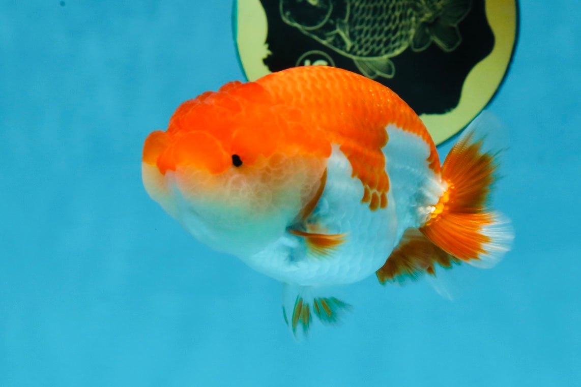 AAA Grade Red White LionQueen 4 inches #101725LC_10