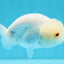 White Lionchu Female 4.5 inches #032726LC_22