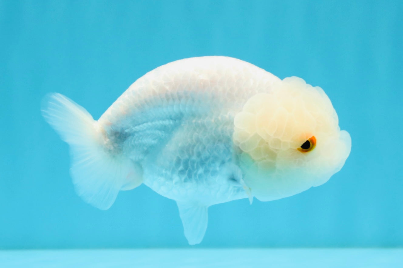 White Lionchu Female 4.5 inches #032726LC_22