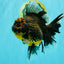 A Grade Kirin Oranda Female 7 inches #071726OR_05