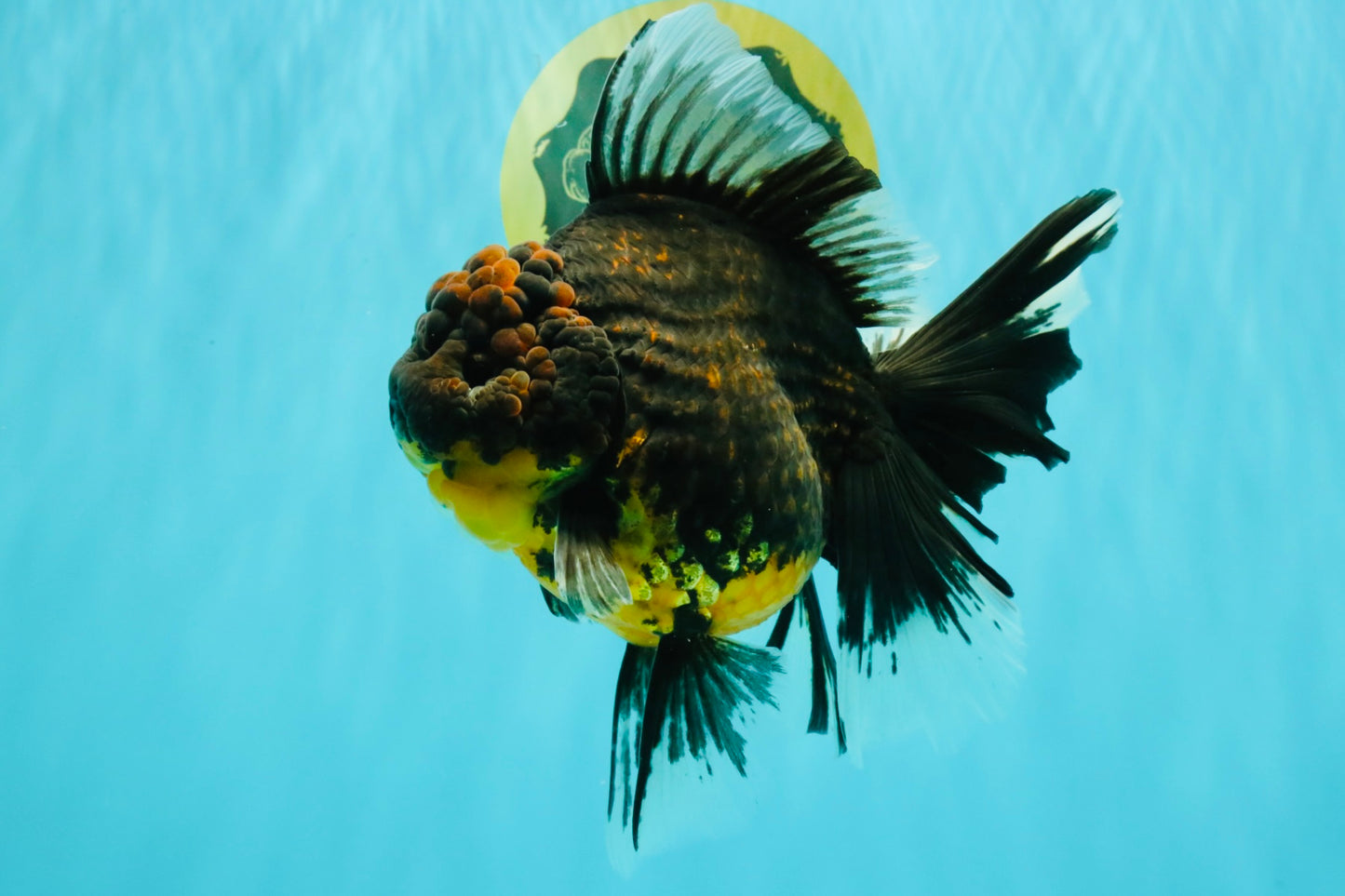 A Grade Kirin Oranda Female 7 inches #071726OR_05