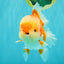 AAA Grade Red White Oranda Male 5.5-6 inches #071726OR_21