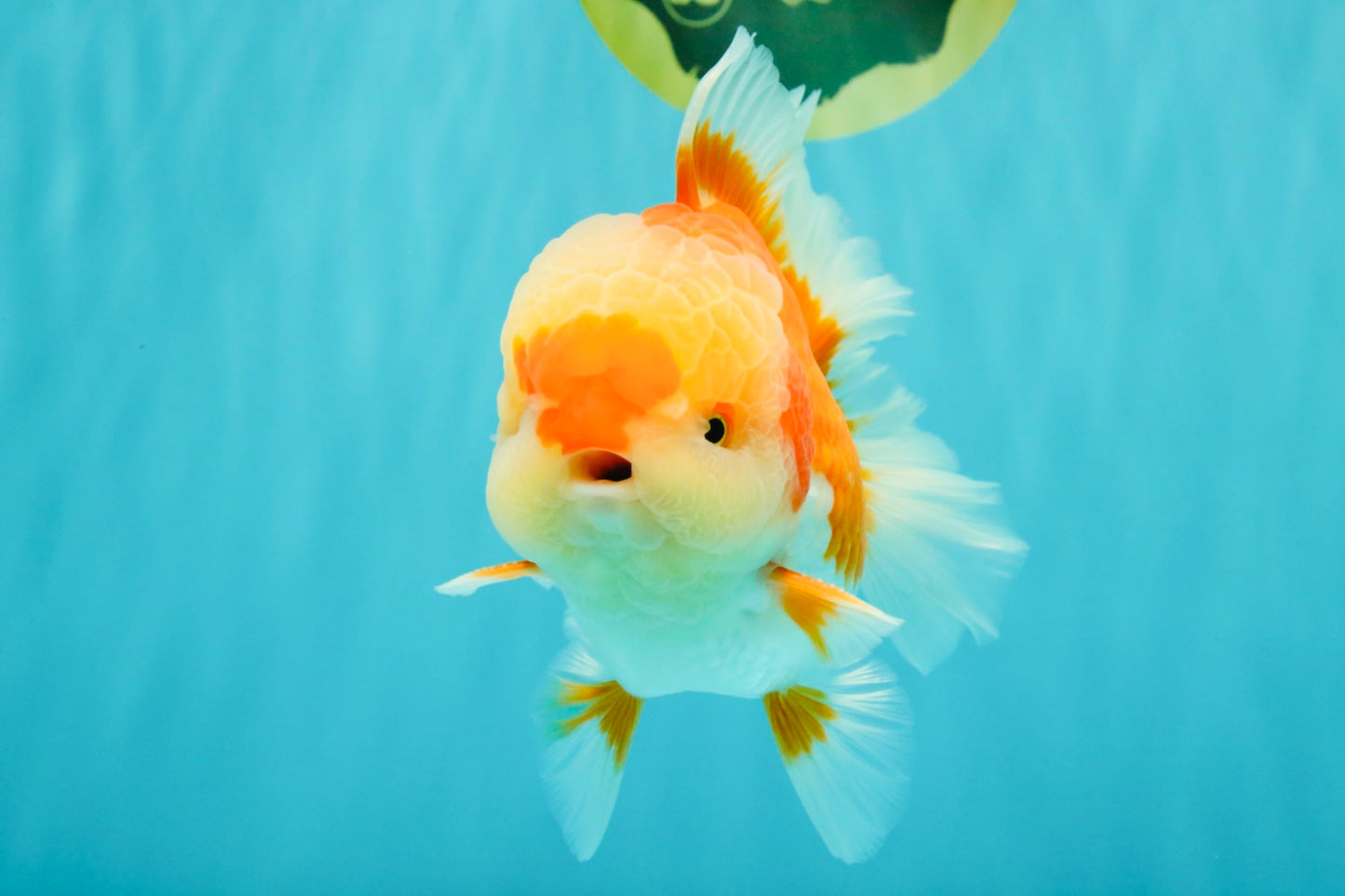 AAA Grade Red White Oranda Male 5.5-6 inches #071726OR_21