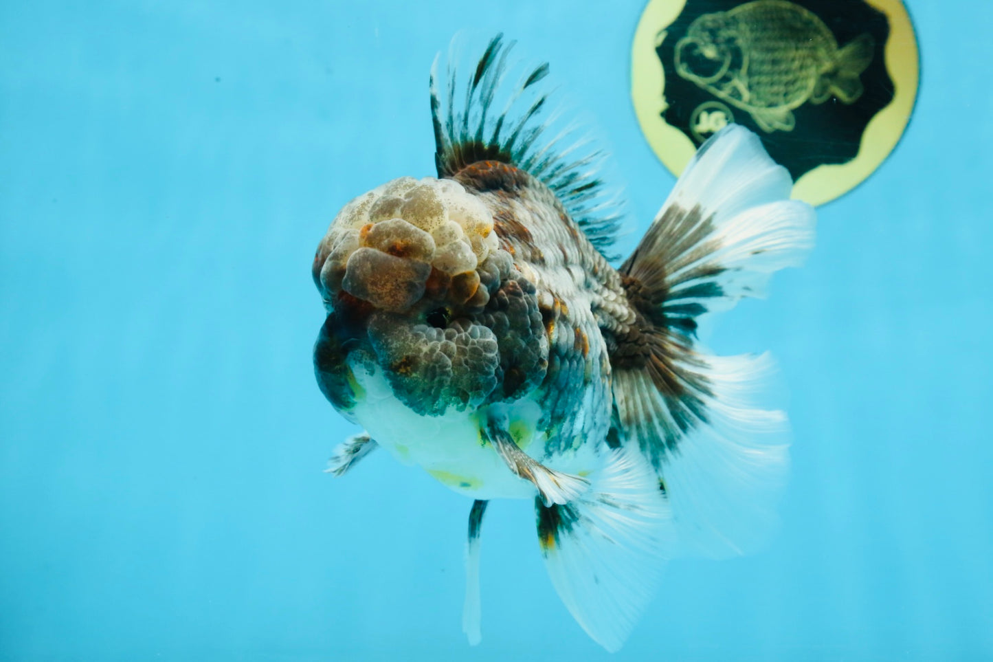 AAA Grade JUMBO Godzilla Kirin Oranda Male 5.5-6 inches #101725OR_24