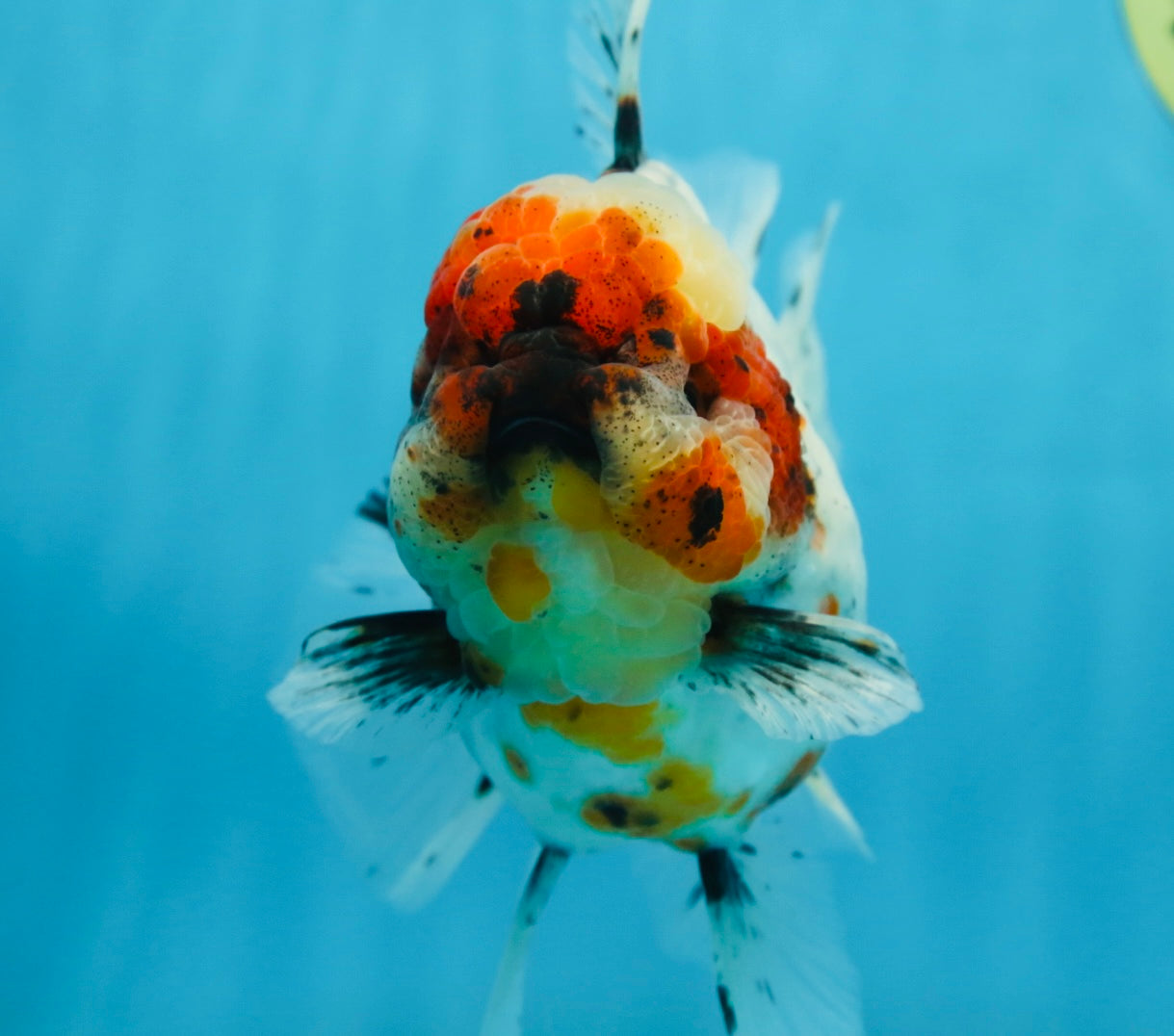 AAA Grade SUPER WEN Godzilla Calico Oranda Female 6 inches #080825OR_16