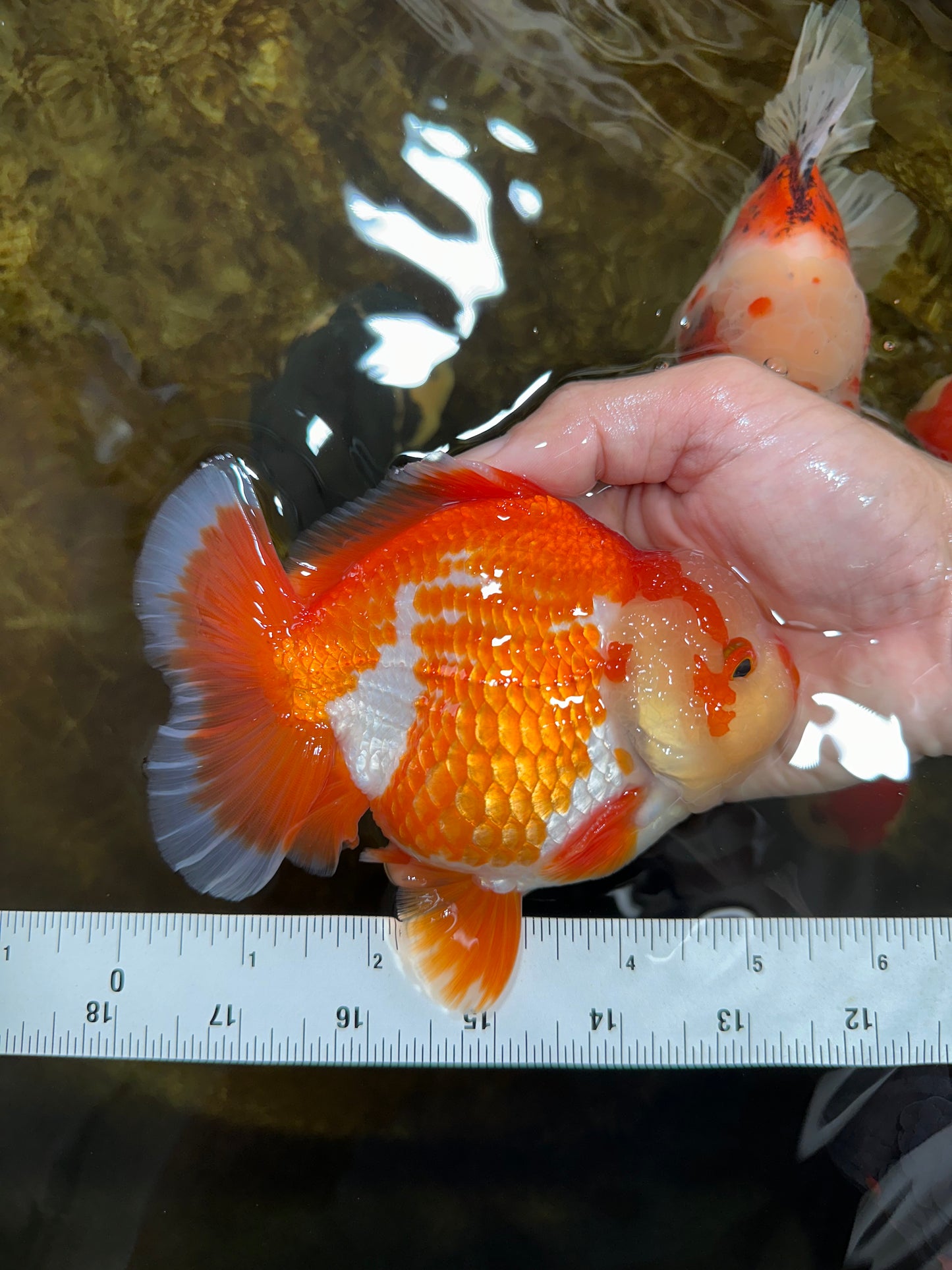 AAA Grade PULLDOG Godzilla Red White Yuanbao 5-5.5 inches #080825YB_25