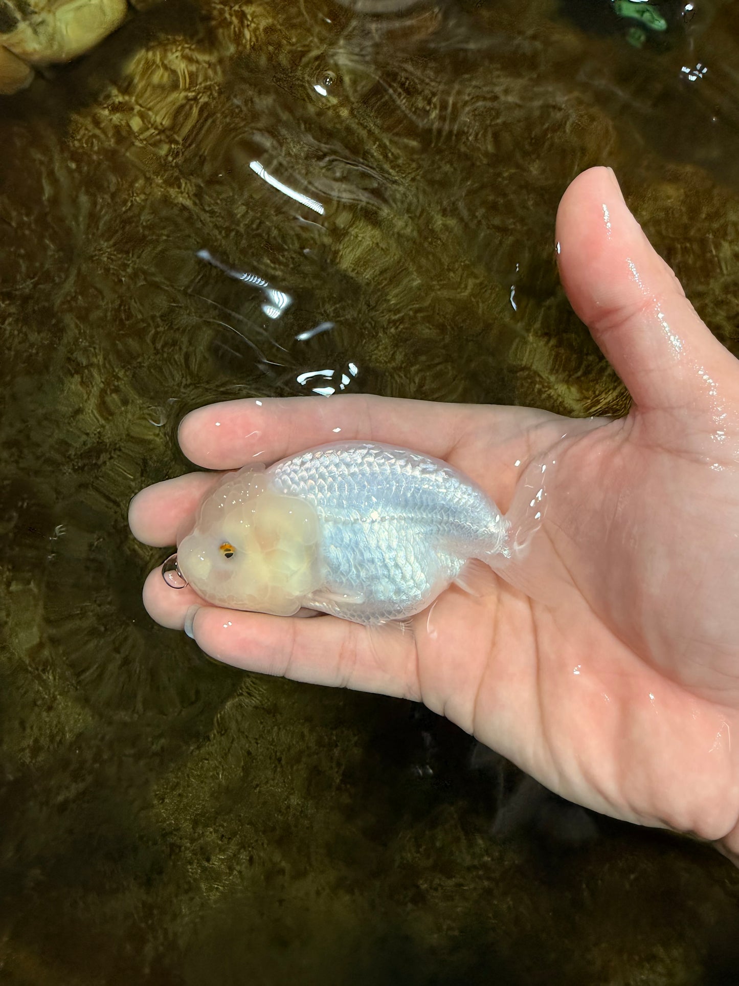 Snow White Lionchu Female 3.5 inches #121925LC_01