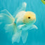 MASHMALLOW A Grade White Oranda Male 5.5-6 inches #091826OR_05