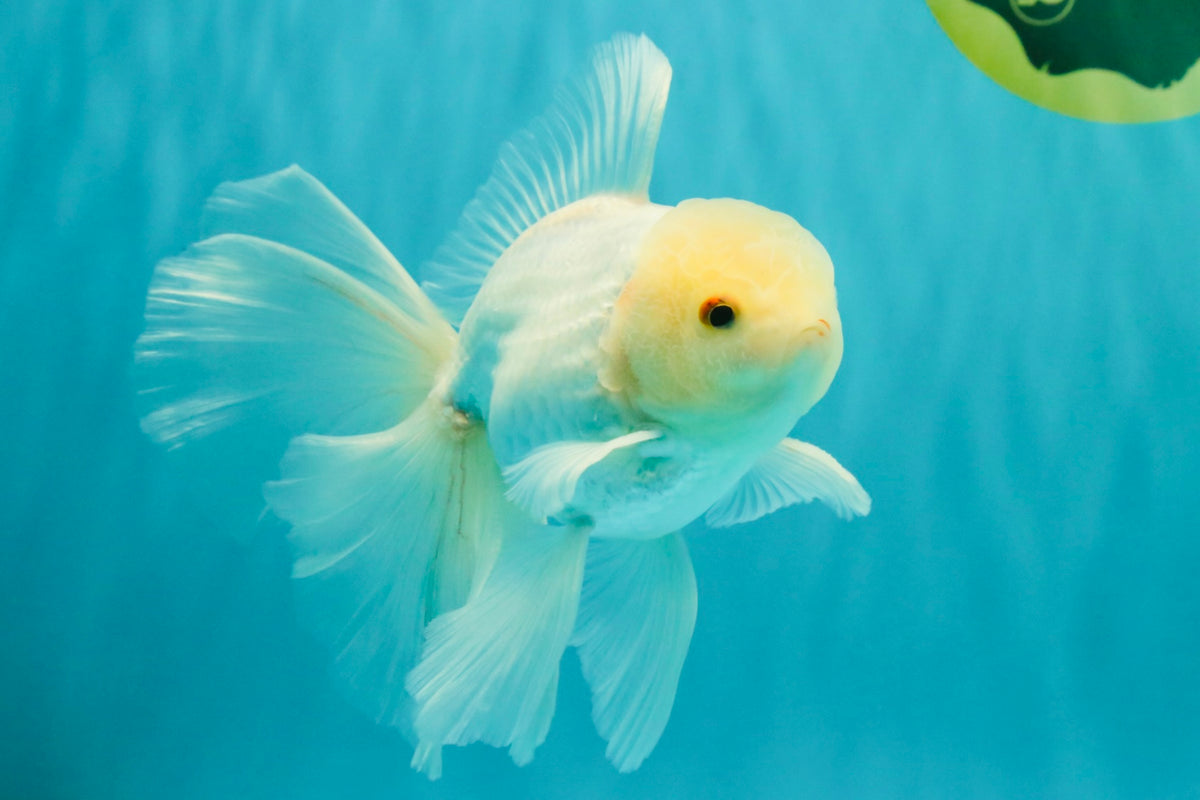 MASHMALLOW A Grade White Oranda Male 5.5-6 inches #091826OR_05