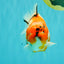 A Grade Sakura Yuanbao Male 5 inches #101626YB_31