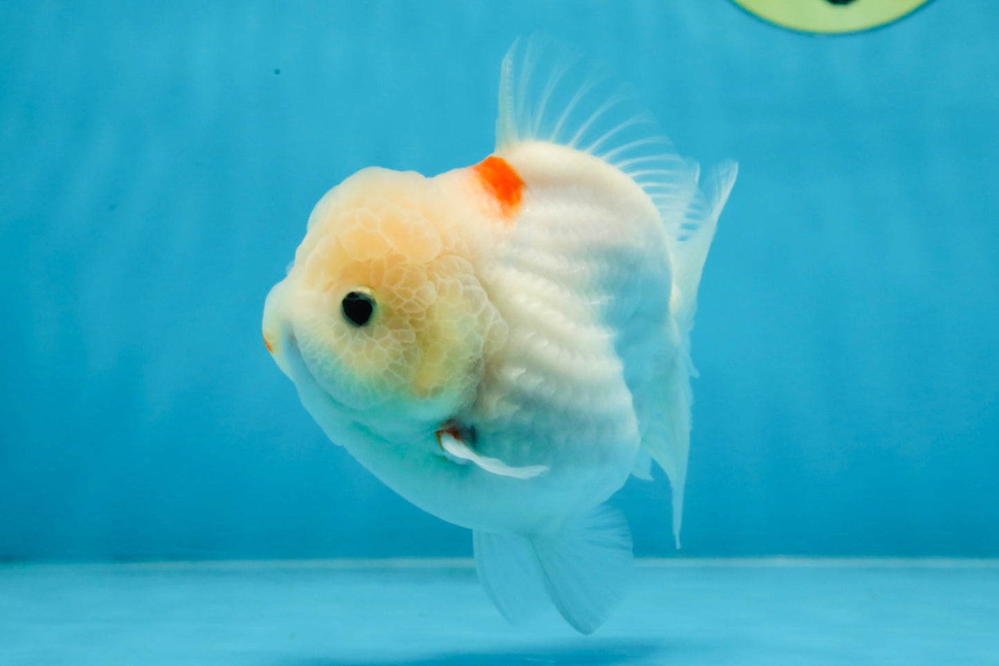 ADORABLE White Sakura Yuanbao Female 4.5 inches #101725YB_30