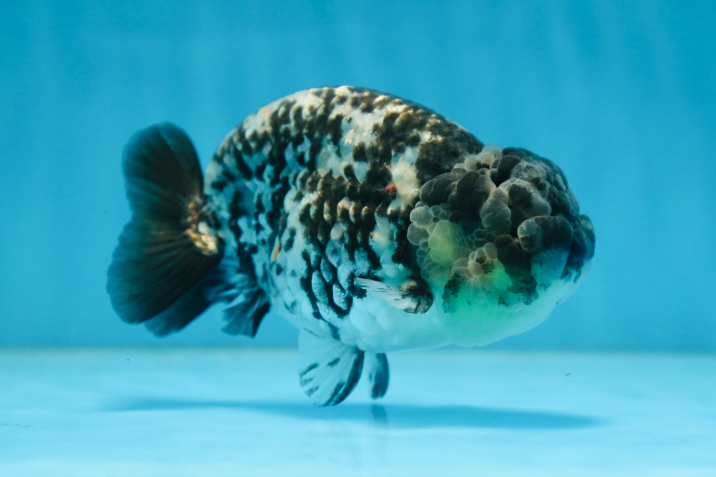 A Grade RARE White Tiger LionKing 4.5 inches #082925LC_04