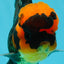 BIG HEAD AAA Grade Red Head Oranda Male 4.5-5 inches #1004OR_36