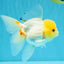 SUNNY White Oranda Female 5-5.5 inches #041026OR_08