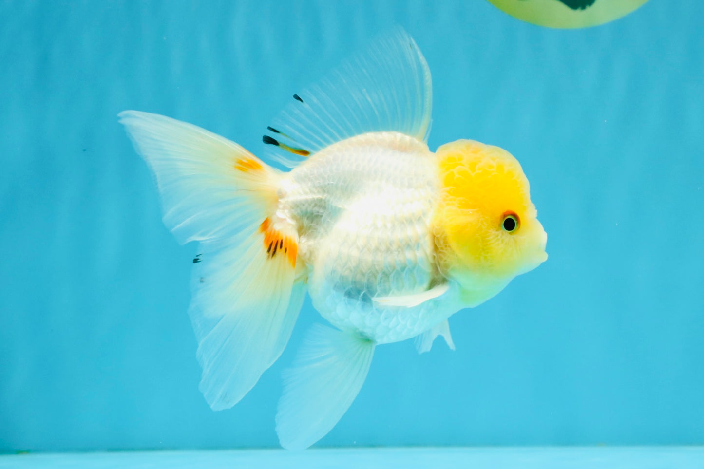 SUNNY White Oranda Female 5-5.5 inches #041026OR_08
