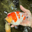 UNIQUE AAA Grade Super Kohaku Sakura LionKing 5-5.5 inches #092526LC_18