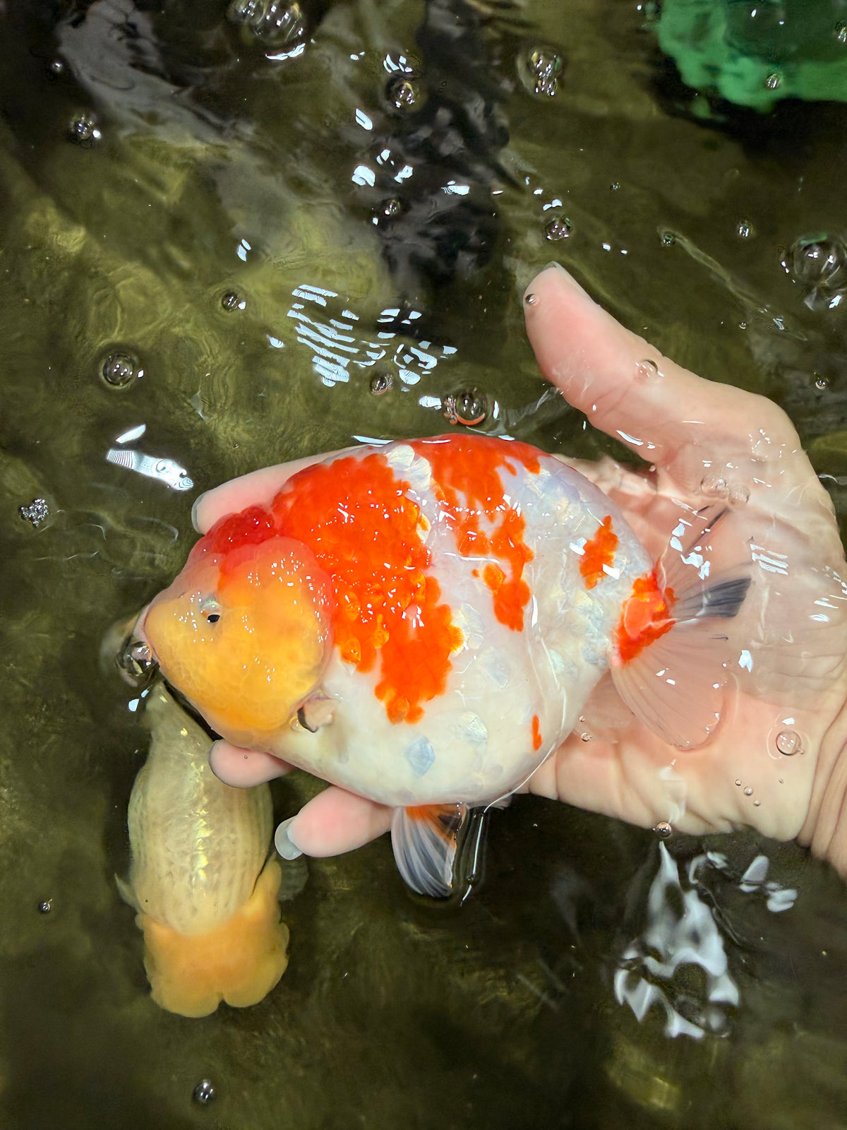 UNIQUE AAA Grade Super Kohaku Sakura LionKing 5-5.5 inches #092526LC_18