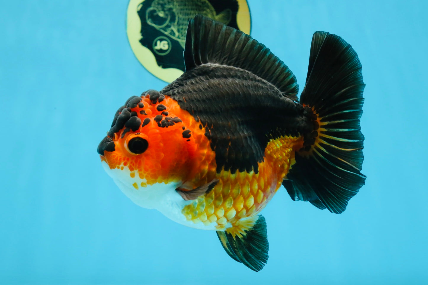 A Grade SPECIAL Apache Yuanbao Female 5.5 inches #100325YB_04