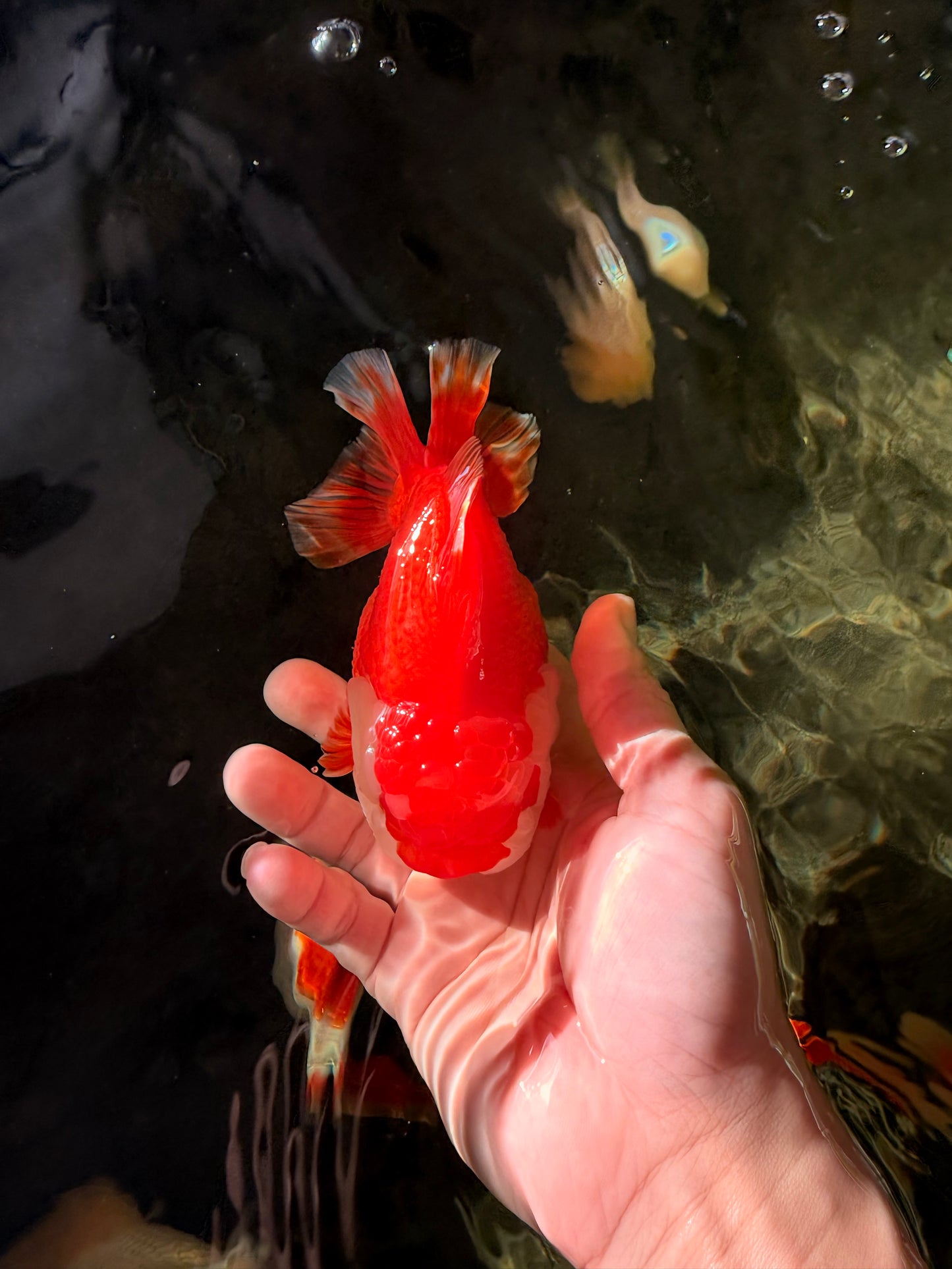 AAA Grade Godzilla Red White Yuanbao Female 5-5.5 inches #030626YB_12