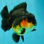 AAA Grade Apache Yuanbao Male 4.5-5 inches #072426YB_24