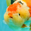 AAA Grade Super Special Sanke Kohaku Sakura Ranchu Female 6-6.5 inches #100226RC_25