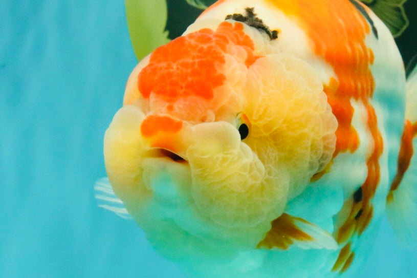 AAA Grade Super Special Sanke Kohaku Sakura Ranchu Female 6-6.5 inches #100226RC_25
