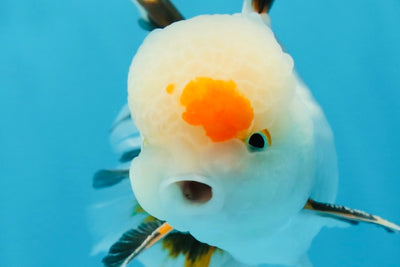 A Grade SUPER CUTE Tricolor Oranda Male 5 inches #062025OR_20