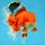 AAA Grade Young Godzilla Red White  Oranda Male 6-6.5 inches #081525OR_10