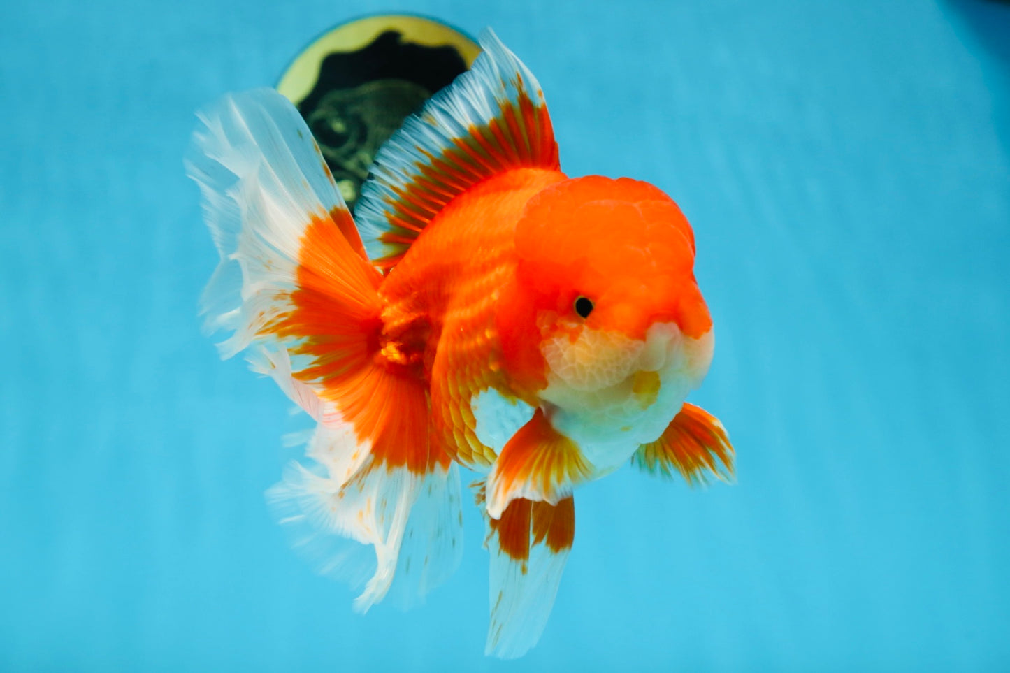 AAA Grade Young Godzilla Red White  Oranda Male 6-6.5 inches #081525OR_10