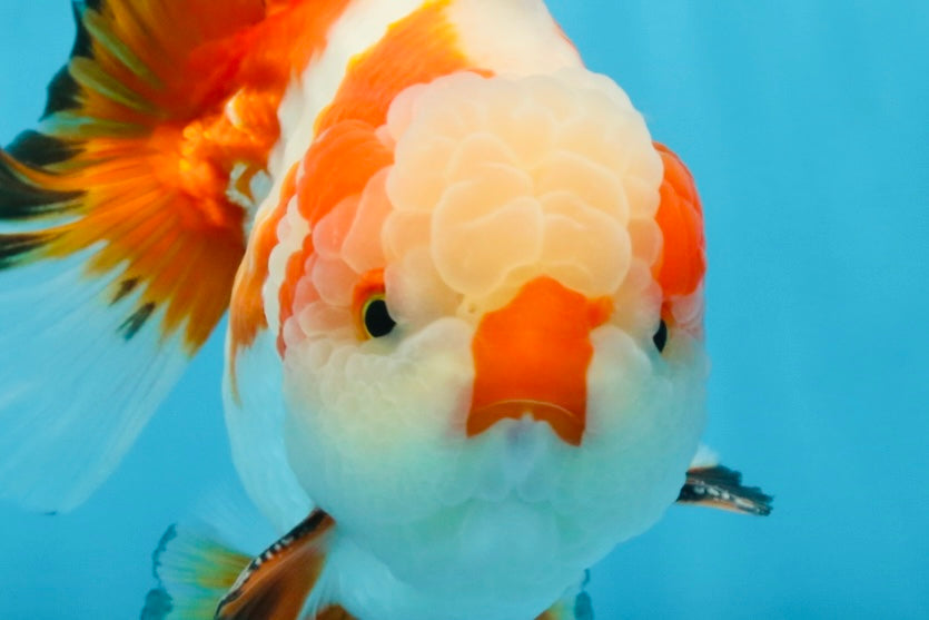 AAA Grade CHONKY Tricolor Yuanbao Male 5.5 inches #091925YB_16