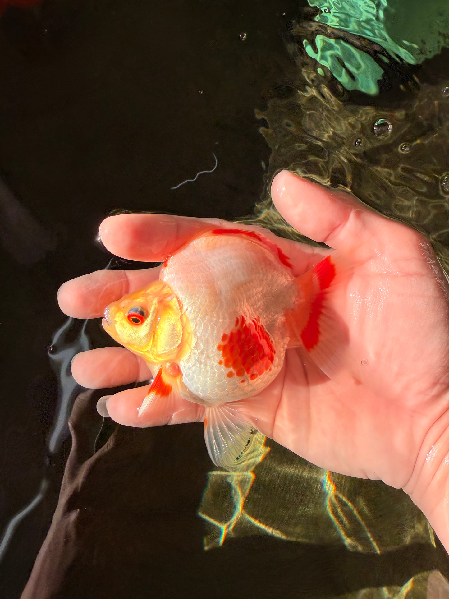 AAA Grade Red White Ryukin Female 4 inches #022726RK_17