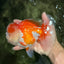 A Grade Red White Oranda Male 6 inches #081426OR_10